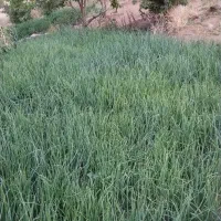 علف خرد شده پروراری
