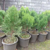 فروش گل و گیاه|عمدهفروشی|نشتارود, |دیوار