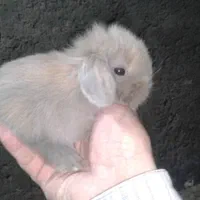 لوپ اوکراینی اصیل خرگوش|موش و خرگوش|میناب, |دیوار