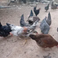 بوقلمون ،مرغ|حیوانات مزرعه|مبارکه, |دیوار