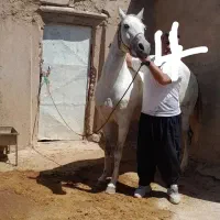 اسب مادیان خیلی آرام،ترکمن،یموت،شکم خالی،آماده کشش|اسب و تجهیزات اسب‌سواری|تاکستان, |دیوار