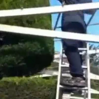 باغبانی پیرایش سبز