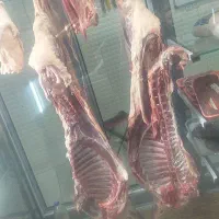 گوشت بره نر.