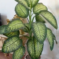گل و گیاه طبیعی