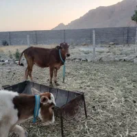 گوساله