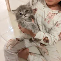 نژاد اسکاتیش بریتیش