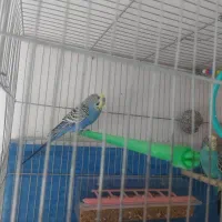 قفس و مرغ عشق جفت تضمینی|لوازم جانبی حیوانات|خوی, |دیوار