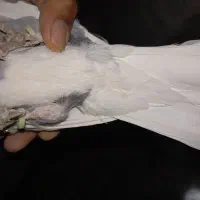 کبوتر|پرنده|تربتحیدریه, کاشانی|دیوار