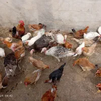 مرغ و خروس و بوقلمون فروشی|حیوانات مزرعه|بهبهان, |دیوار