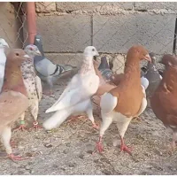 فروش کبوتر|پرنده|چناران, |دیوار