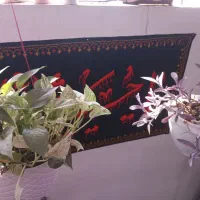 گل و گیاه|گل و گیاه طبیعی|گلبهار, نوبهار|دیوار