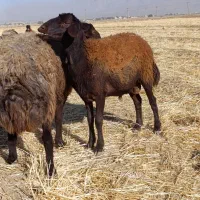 بره و شیشک قوچ غزل افشار|حیوانات مزرعه|خانمیرزا, |دیوار