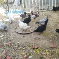 تخم مرغ گلین|حیوانات مزرعه|شهرضا, |دیوار