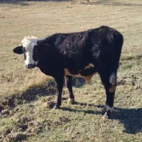 گوساله نر((دامازلیخ)) یک ساله