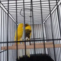 فروش تعداد قناری بلند و ردفکتور و پرستار