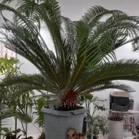 سیکاس سایز بزرگ