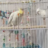 عروس آلبینو و زعفرانی