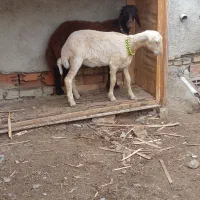 دو عدد گوسفند تقلی ماده جنس
