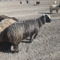 قوچ|حیوانات مزرعه|ازنا, |دیوار