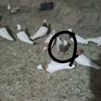 مادمی مازردوسرخ دوتا ماده طوقی