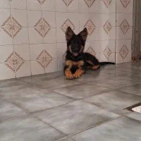 ژرمن شپرد شولاین اصیل