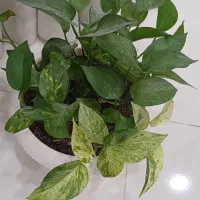 فروش گل یکجا|گل و گیاه طبیعی|فردیس, منظریه|دیوار