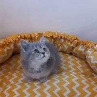 بلوگلد ماده