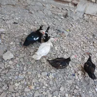 اردک اسرائیلی|حیوانات مزرعه|رباط‌کریم, رباط‌کریم|دیوار