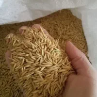 تخم جو هاشمی درجه یک