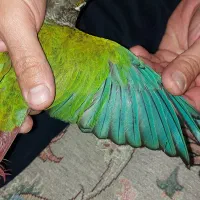 طوطی گیرینچیک