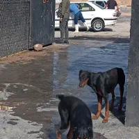 سگ دوبرمن|سگ|اهواز, شهرک اکباتان|دیوار