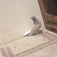 هفت رنگ دم سفید|پرنده|مشهد, گلبرگ شمالی|دیوار