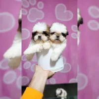 شیتزو سوپر فلت|سگ|کرمان, |دیوار