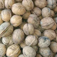 گردوی پوست نازک درجه یک