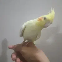 فروش عروس هلندی