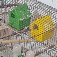 فنچ|پرنده|کوار, |دیوار