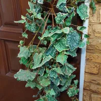 یک شاخه بلندیک متری برگ مو مصنوعی