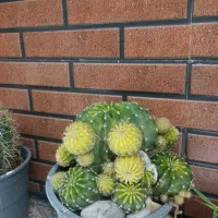 کاکتوس ارزان|گل و گیاه طبیعی|میمند, |دیوار