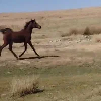 کره نریان خالص دره شوری نوه شاهزاده سین|اسب و تجهیزات اسب‌سواری|مرودشت, مسجد رسول‎|دیوار