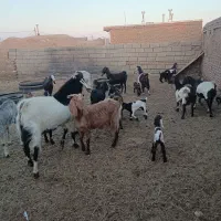 بز زاییده جوان