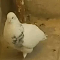 کفتر گمشده راهنمایی
