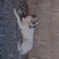 سگ سر حال اروسک