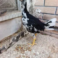 فروش جوجه لاری شش دانگ