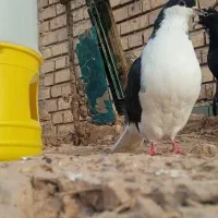 کفتر حراج|حراج|زرند, |دیوار