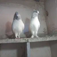 باشی سپه|پرنده|اردبیل, |دیوار