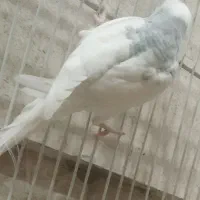 مرغ عشق نر بسیار زیبا و جوان|پرنده|مشهد, کوثر|دیوار