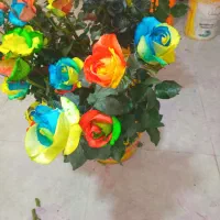 کار در گلخانه گل رز