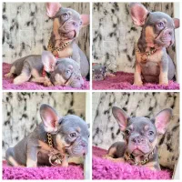 فرنچ بولداگ ایزابلا کریر