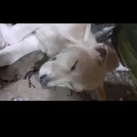 سگ دورگه نزاد دار دوربرمن