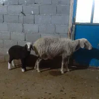 گوسفندوبره|حیوانات مزرعه|سرپل ذهاب, |دیوار